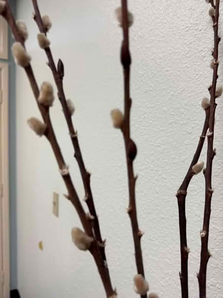 Photo of free Beautiful Glass Vase w/Long Sprigs (Fountain Vly, Heil & Bushard) #3