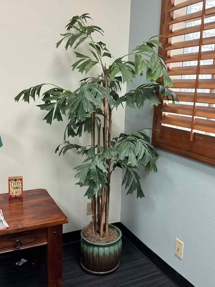 Photo of free Artificial Tree, Looks Great (Fountain Vly, Heil & Bushard) #1