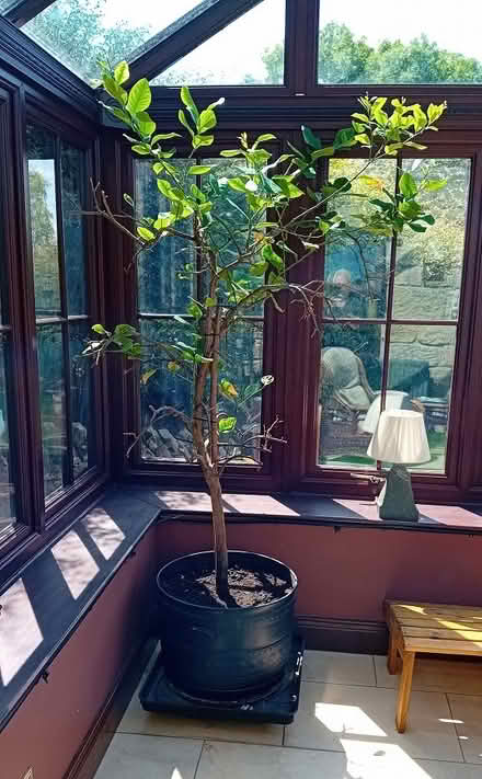 Photo of free Large Lemon Tree (Old Swarland, NE65) #1