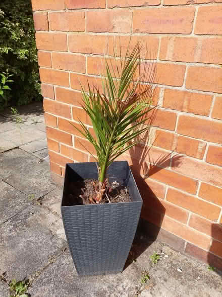 Photo of free 2x palm (Allestree) #1