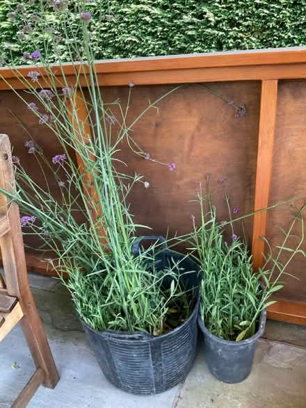 Photo of free Verbena bonariensis (World’s End Burgess Hill) #2