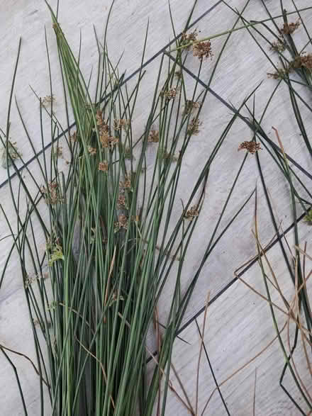 Photo of free Juncus effusus plant (Westhampnett) #2