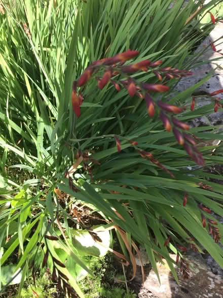 Photo of free Montbretia plants (Hazel Grove SK7) #1