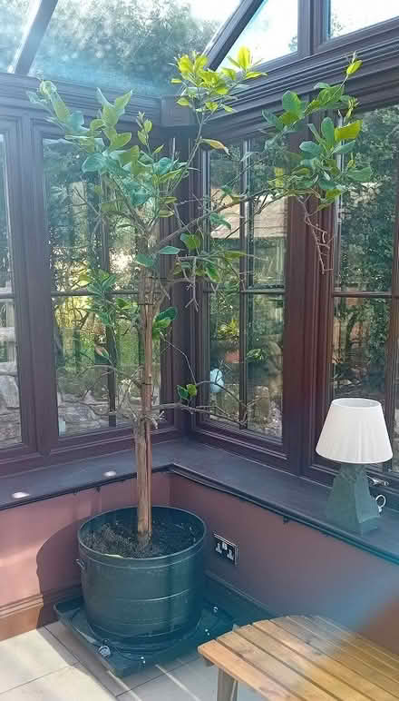 Photo of free Large Lemon Tree (Old Swarland, NE65) #3