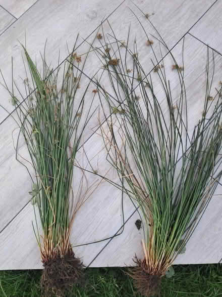 Photo of free Juncus effusus plant (Westhampnett) #1