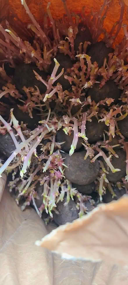 Photo of free Sprouting Potatoes Full Sack (TF2) #1