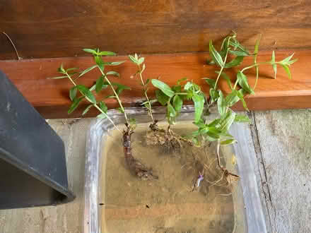 Photo of free Purple loosestrife (World’s End Burgess Hill) #2