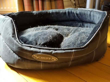 Photo of free Cat / small dog bed (Rothbury NE65) #1
