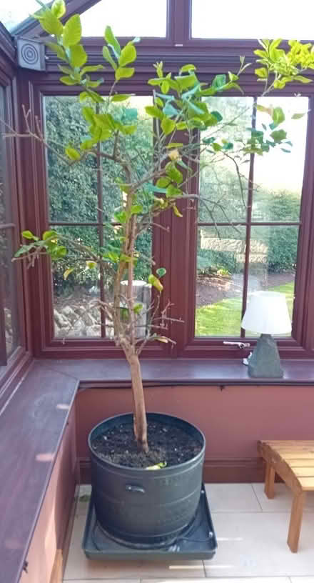 Photo of free Large Lemon Tree (Old Swarland, NE65) #2
