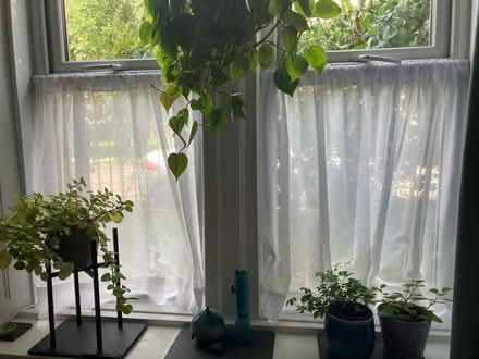 Photo of free Extending net curtain poles x 3 (Corstorphine EH12) #1