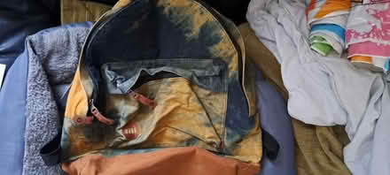 Photo of free Mi backpack (CR0) #1