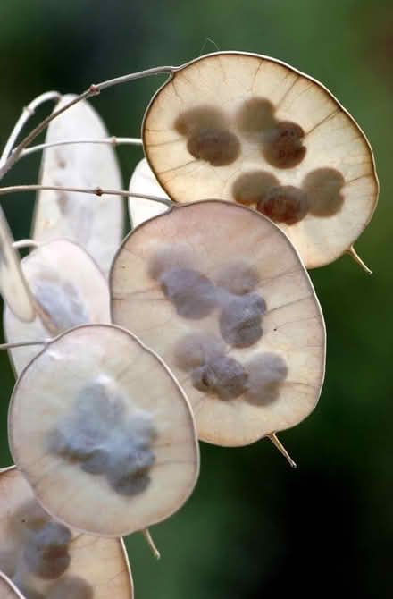 Photo of Honesty/lunaria seeds (Bilton CV22) #1