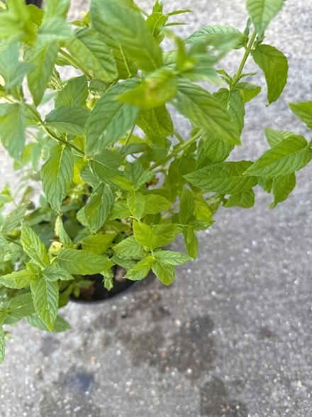 Photo of free Mint plant (Norbury CR7) #2