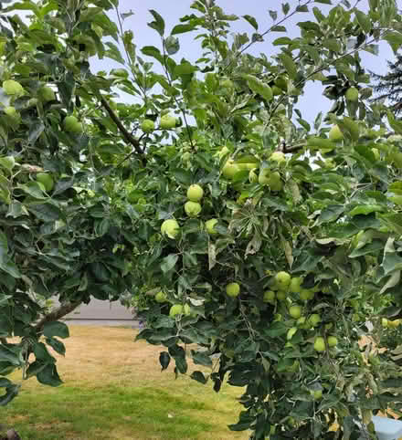 Photo of free APPLES - U Pick (Fairwood Greens, Renton) #1