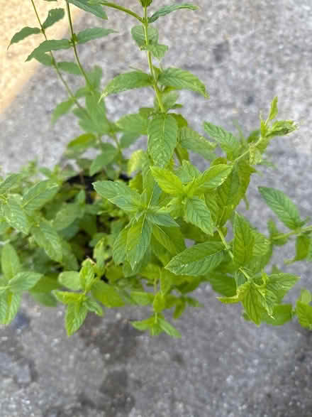 Photo of free Mint plant (Norbury CR7) #1