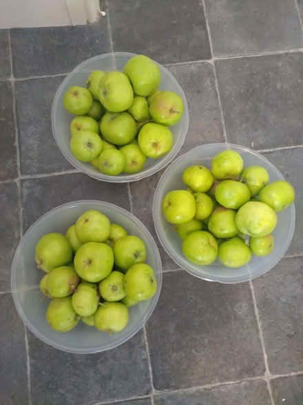 Photo of free Windfall apples (Rodbourne SN2) #1