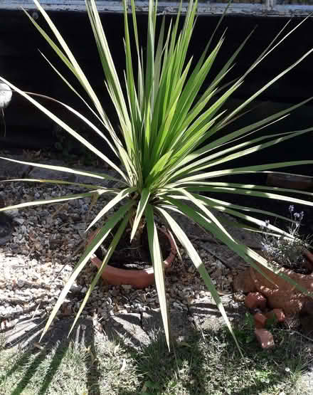 Photo of free Large Cordyline Garden Plant (Barton OX3) #1