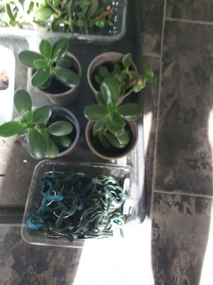 Photo of free Jade plant cuttings (Darwen BB3) #1