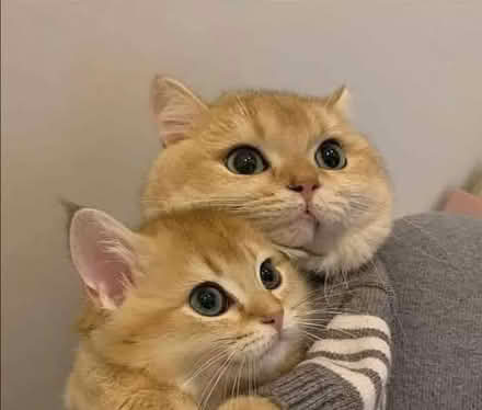 Photo of Cat Food 🙀 (Barkerend BD3) #1