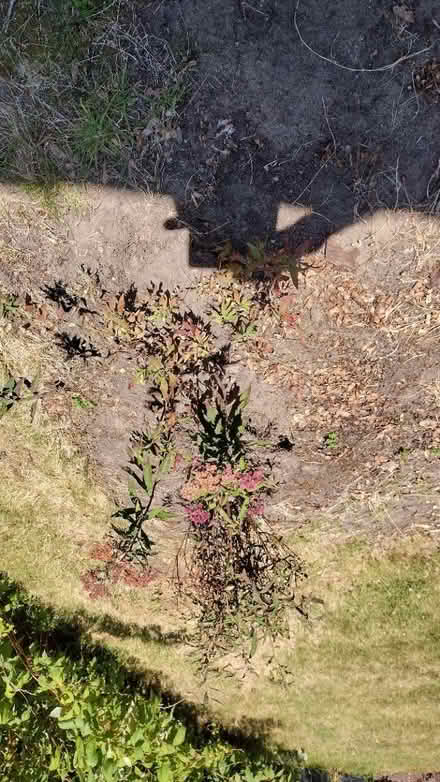 Photo of free Two Spirea bushes (Longbarn WA2) #2