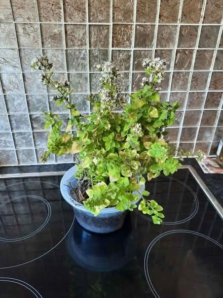 Photo of free Nice clump Golden Marjoram herb (Morden SM4) #2