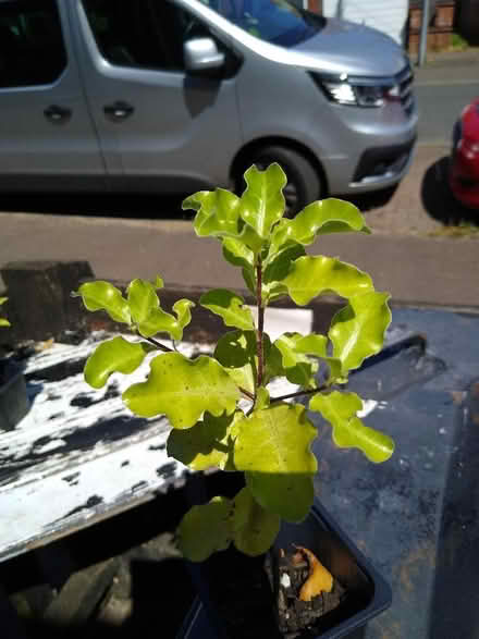 Photo of free Pittosporum tenulifolium saplings (Mile Cross NR3) #2