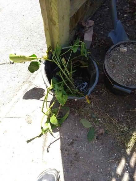 Photo of free Water lily and other pond plants (Wallands Park BN7) #1