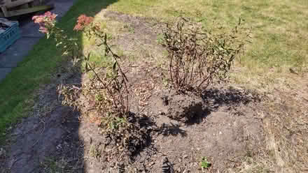 Photo of free Two Spirea bushes (Longbarn WA2) #1