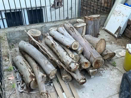 Photo of free Eucalyptus Wood (L7) #1