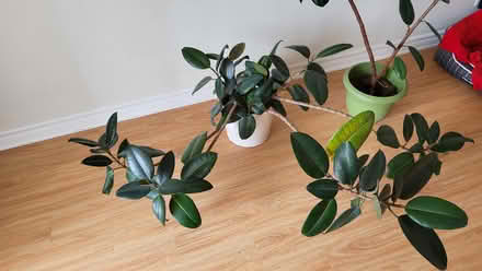 Photo of free Live, unruly rubber plants (Hintonburg) #1