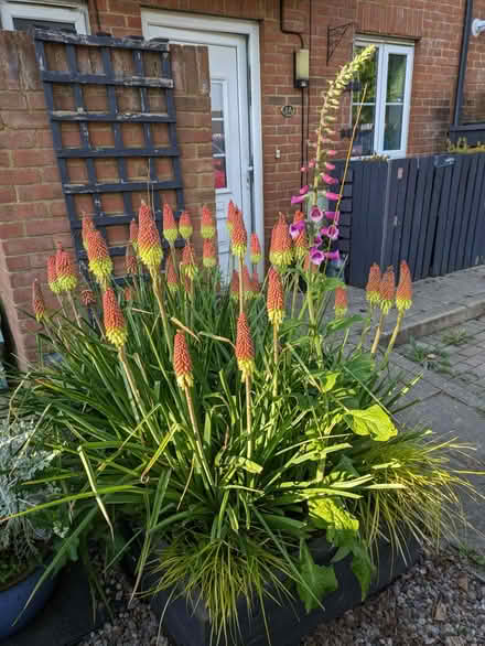 Photo of free Red hot poker plants (Stanstead St Margarets SG12) #1