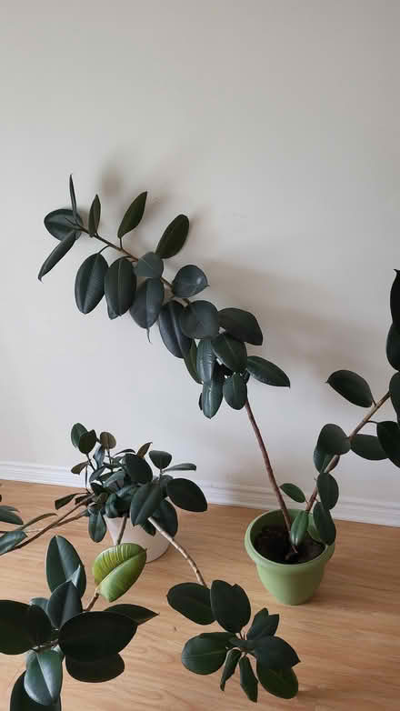 Photo of free Live, unruly rubber plants (Hintonburg) #2