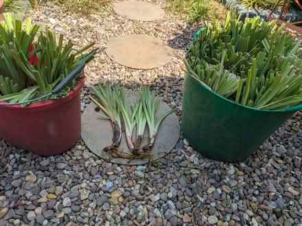 Photo of free Red hot poker plants (Stanstead St Margarets SG12) #3