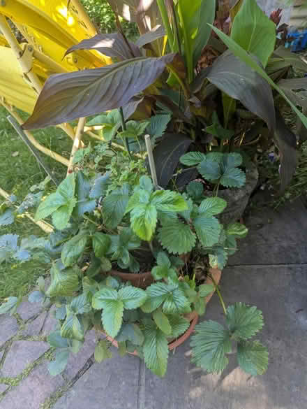 Photo of free Strawberry plants (Tonbridge TN10) #1