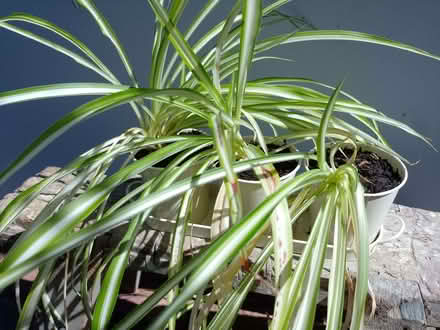 Photo of free Spider plants (Chlorophytum comosum) (spaldwick PE28) #2