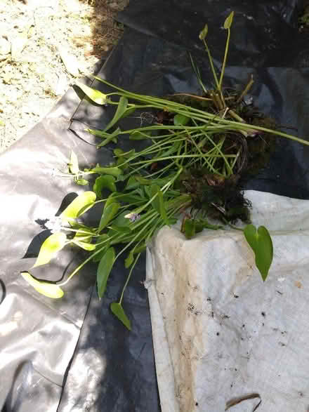 Photo of free Water lily and other pond plants (Wallands Park BN7) #2