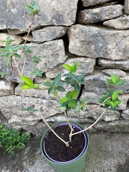 Photo of free Forsythia shrub (University of Bath) #1