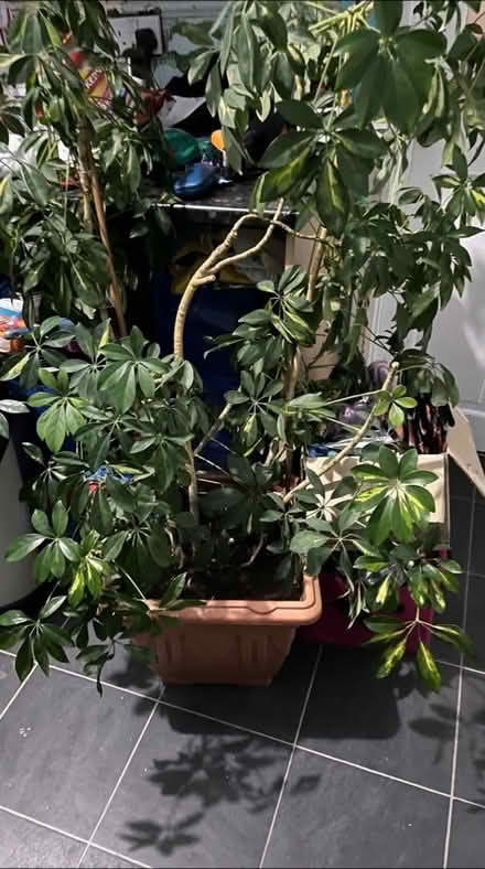 Photo of free Umbrella tree (Paisley PA2) #1