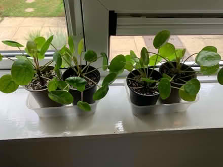 Photo of free Pilea Peperomioides - house plant (GU12) #1