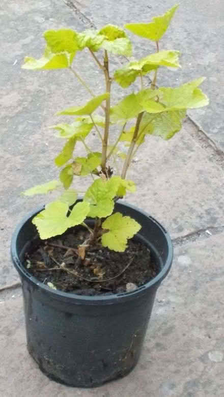 Photo of free Red currant plant (Drayton PO6) #1