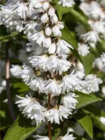 Photo of free Deutzia scabra plena (Tonbridge TN10) #2