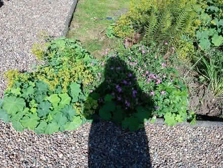 Photo of free Various perennial plants (Quernmore LA2) #4