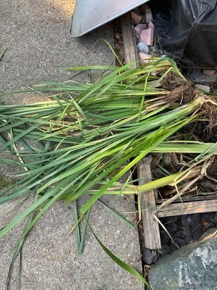 Photo of free Pond plant (Charlton) #1