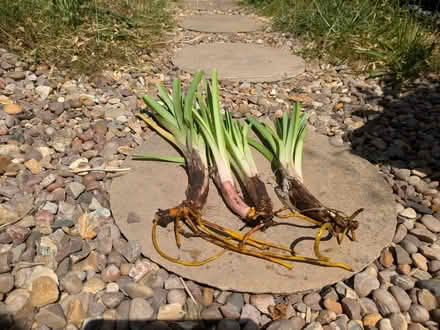 Photo of free Red hot poker plants (Stanstead St Margarets SG12) #2