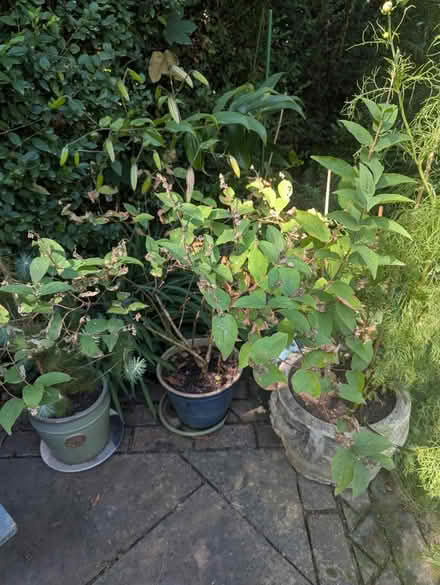 Photo of free Deutzia scabra plena (Tonbridge TN10) #1