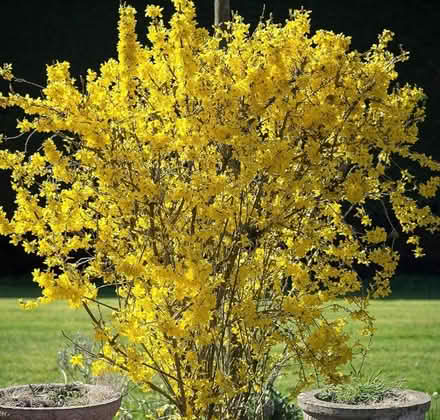 Photo of free Forsythia shrub (University of Bath) #1