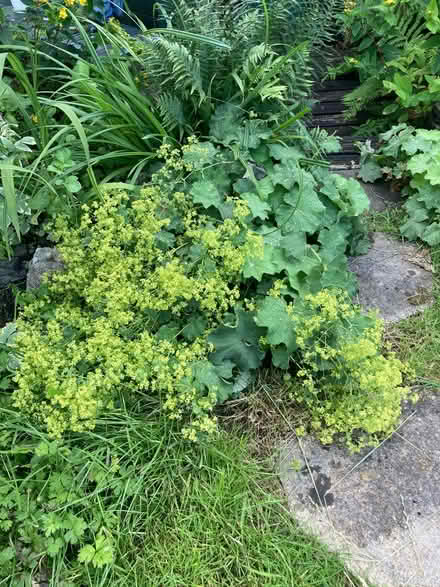 Photo of free Plants (Hallgarth LA9) #1