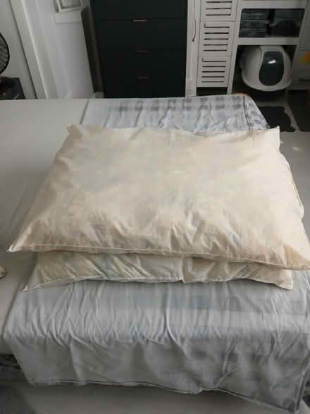 Photo of free Dog beds (Havant PO9) #1