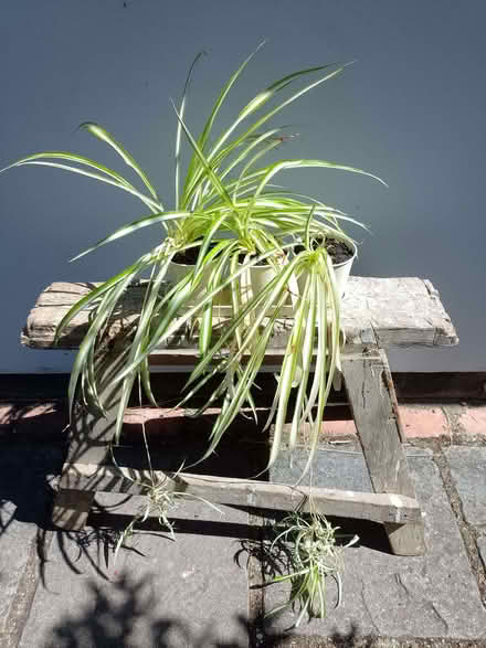 Photo of free Spider plants (Chlorophytum comosum) (spaldwick PE28) #1