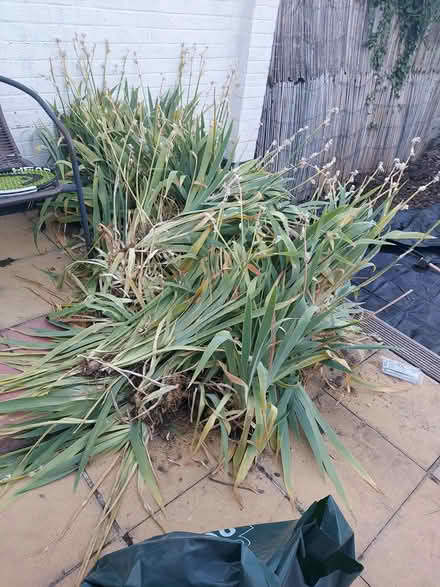 Photo of free Iris plants for garden (SW18) #1